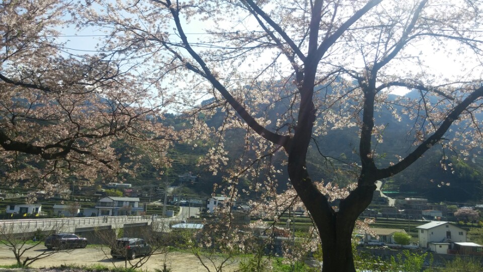 다촌펜션 주변 경치.jpg