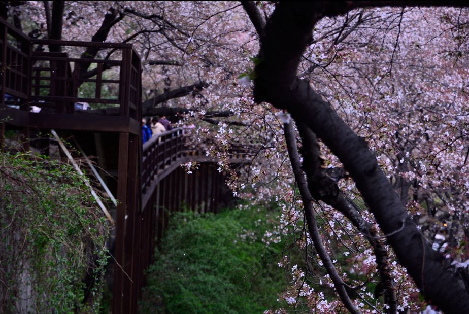 쌍계사 풍경.JPG