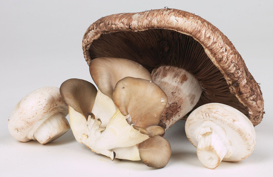 113ACE40505DE7DB2090E3